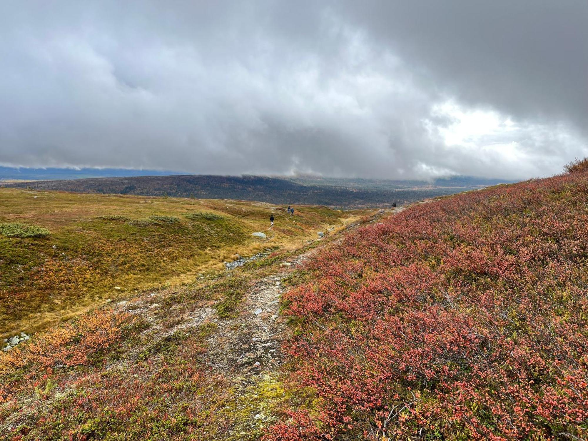 Knappgarden Särna エクステリア 写真