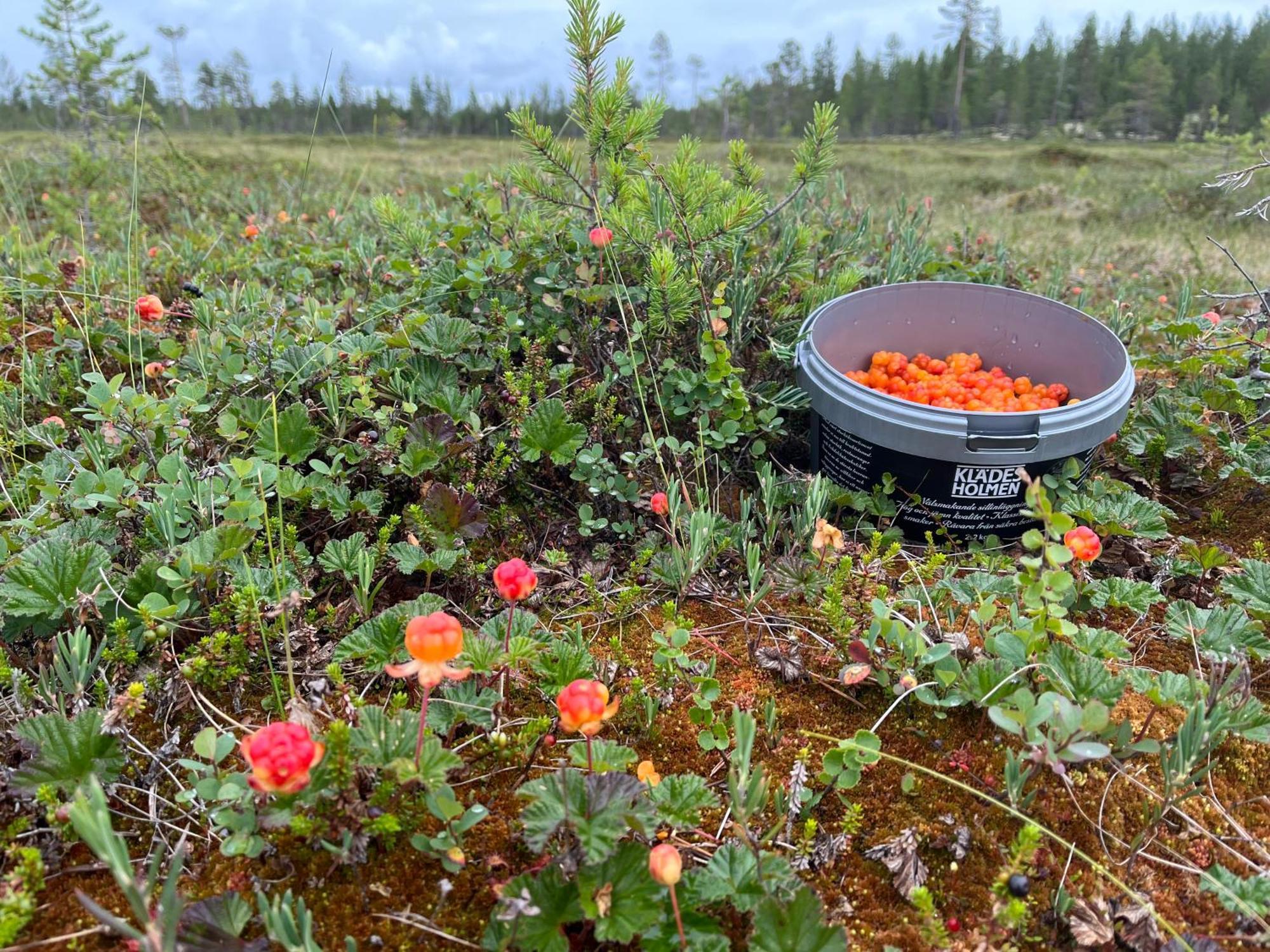 Knappgarden Särna エクステリア 写真