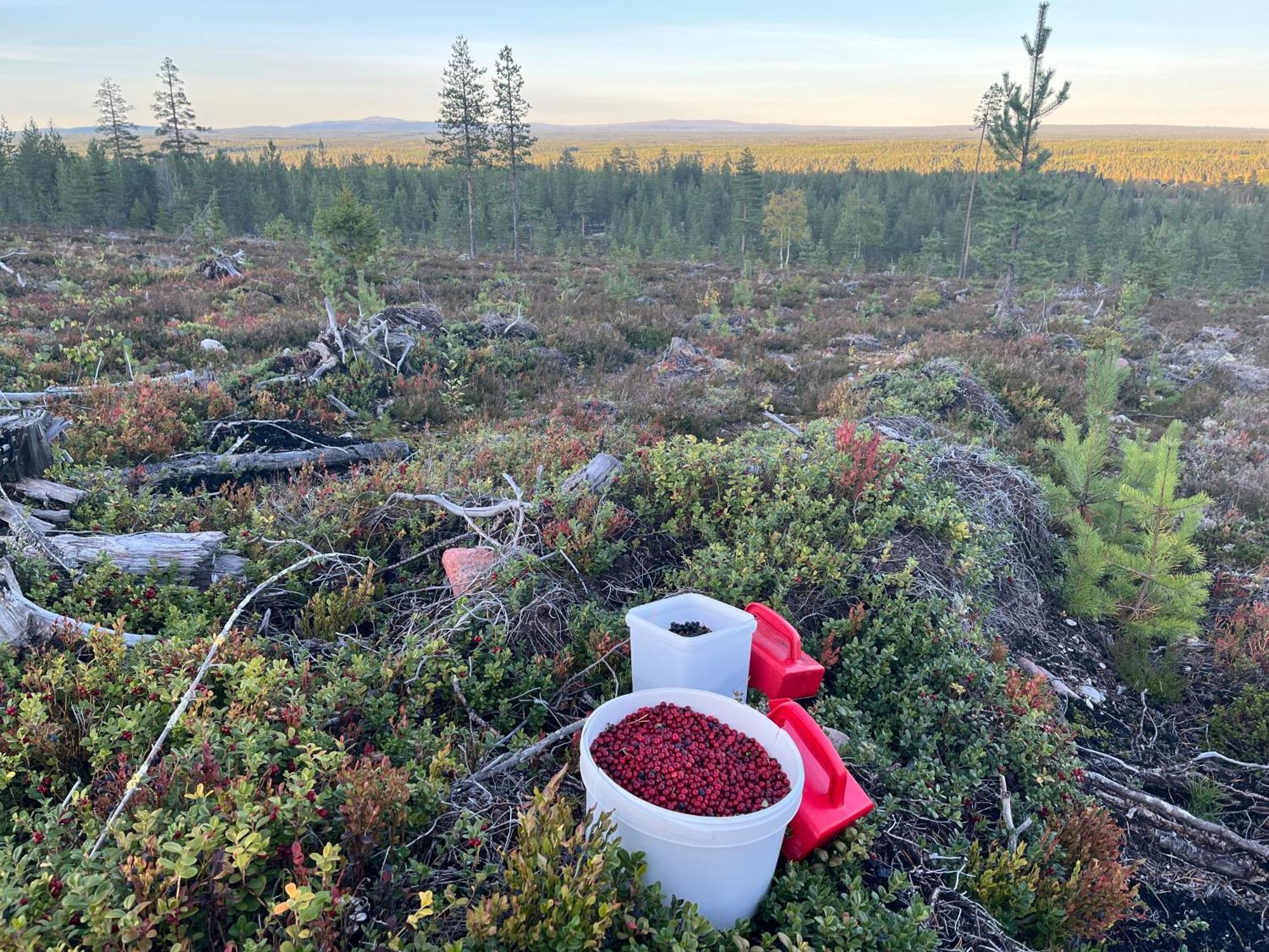 Knappgarden Särna エクステリア 写真