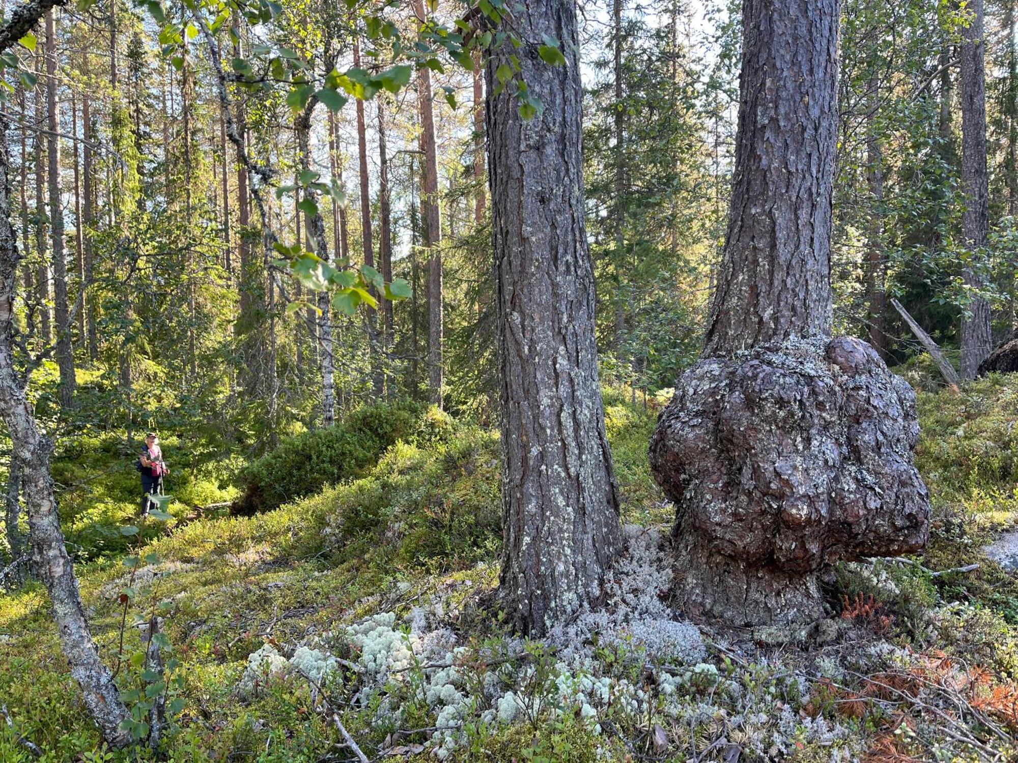 Knappgarden Särna エクステリア 写真