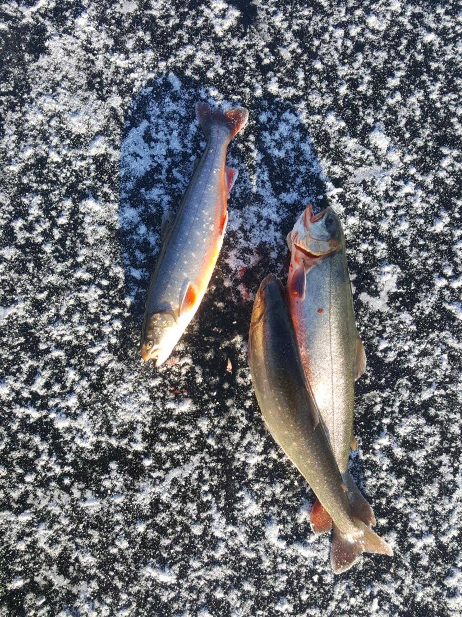 Knappgarden Särna エクステリア 写真