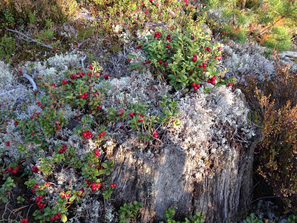 Knappgarden Särna エクステリア 写真